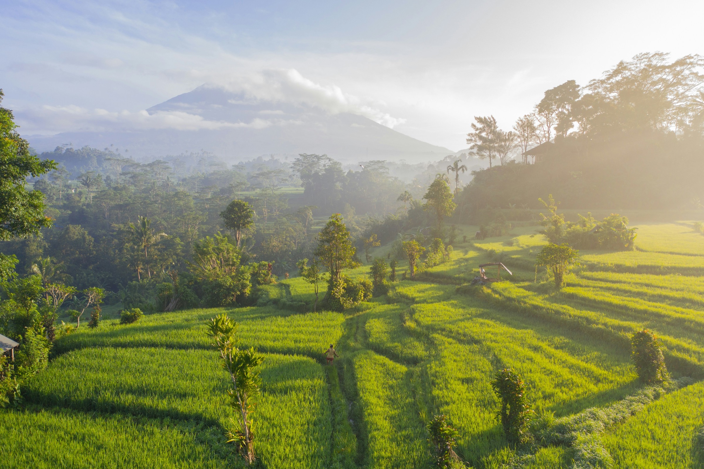 Bali rice terraces at golden sunrise
